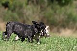 BOULEDOGUE FRANCAIS 618